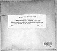 Rhizocarpon oederi image